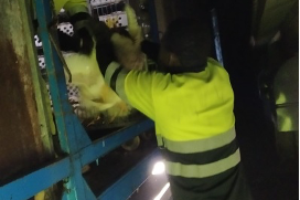 Servicio de recogida de pollos en granja