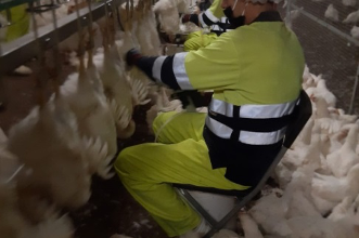 Servicio de recogida de pollos en granja