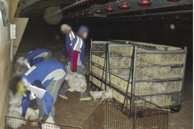 Servicio de recogida de pollos en granja