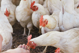 Empresa que recoge pollos en granjas