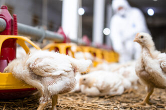 Empresa de trabajos avícolas en granjas de pollos